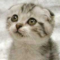 Kitten_medium