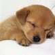 Cute-dog_small