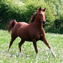 Horse-la-comb-shemal_1__medium