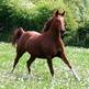 Horse-la-comb-shemal_1__small