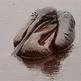 Oil-spill-pelican_small