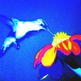 Hummingbird_2_small