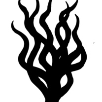 Giant-squid_medium