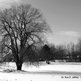Wm_-_ravages_of_winter_small