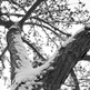 Wm_-_trunk_full_of_snow_small