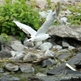 Wm_-_seagull_in_flight_small