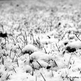 Wm_-_blanket_of_snow_small