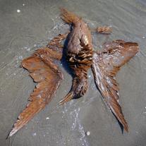 Effects-of-gulf-oil-spill-on-wildlife